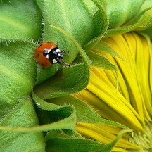 ladybirdsunflower.jpg