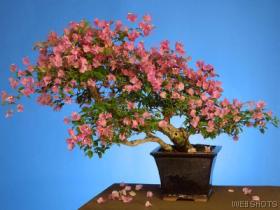 bougainvilleaglabra.jpg