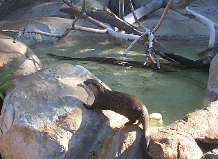 otter.jpg