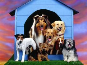 ourhomekennel.jpg