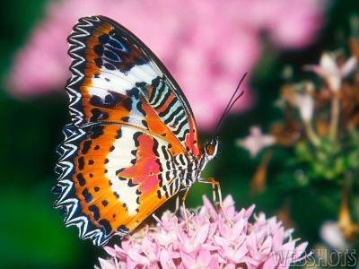 redlacewing.jpg