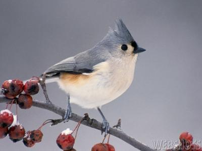 titmouse.jpg